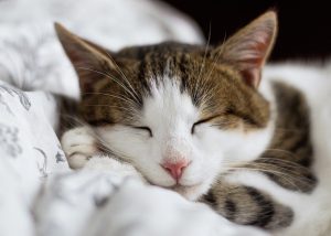 amalan sebelum tidur